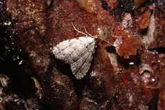 Dyspyralis puncticosta