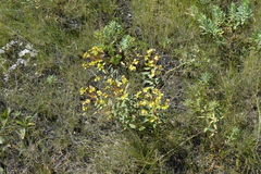 Euphorbia stepposa