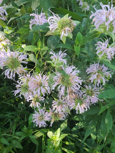 Wild bergamot (Monarda fistulosa)