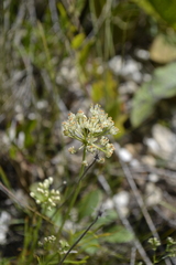 Allium flavescens