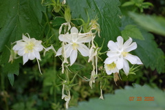 Aquilegia coerulea