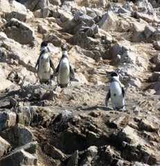 Spheniscus humboldti