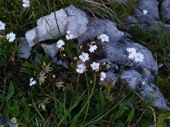 Heliosperma alpestre