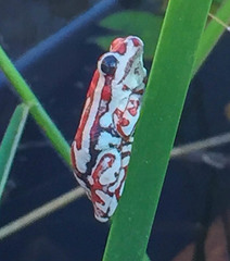 Hyperolius parallelus