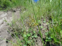 Juncus pylaei
