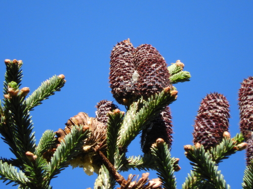 Vejar's fir (Abies vejarii)