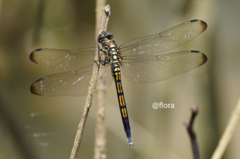 Orthetrum poecilops