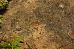 Limnonectes fujianensis