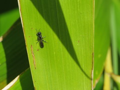 Crossocerus