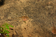 Limnonectes fujianensis