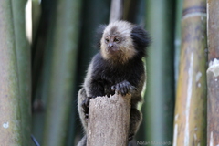 Callithrix geoffroyi