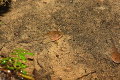 Limnonectes fujianensis