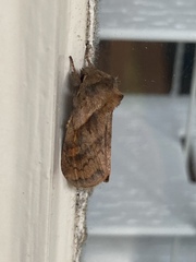 Bellura densa