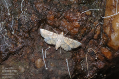 Lamprosema tampiusalis