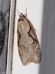 Semioscopis packardella
