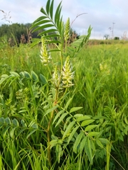 Glycyrrhiza lepidota