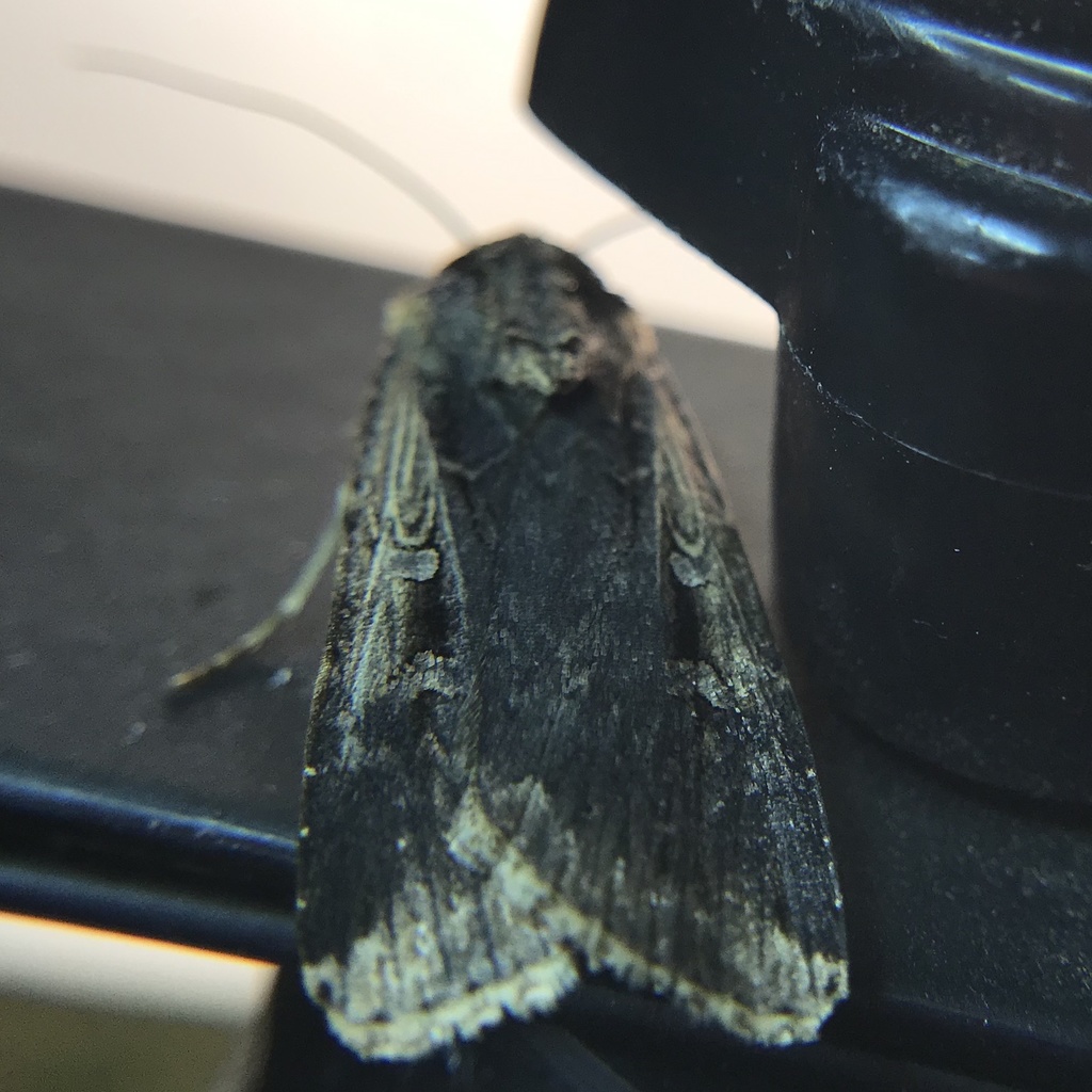 granulate cutworm