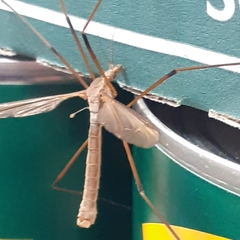 Tipula paludosa