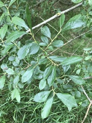 Salix cinerea