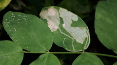 Phytoliriomyza variegata