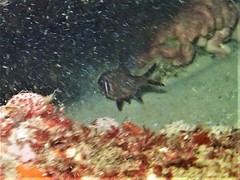 Trachichthys australis