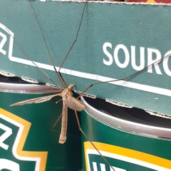 Tipula paludosa