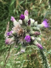 Cirsium palustre