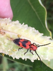 Tetraopes melanurus