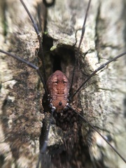 Leiobunum nigropalpi