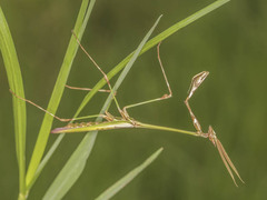 Hemiempusa capensis