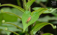 Orthopagus splendens