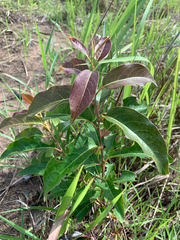 Diospyros virginiana image