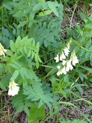 Hedysarum sulphurescens