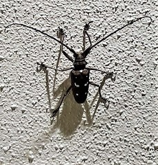 Batocera rubus mniszechi