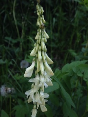 Hedysarum sulphurescens