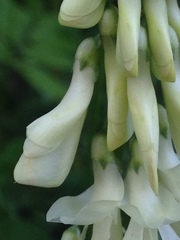 Hedysarum sulphurescens