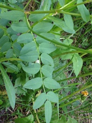 Hedysarum sulphurescens