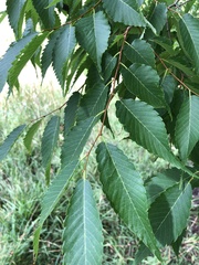Zelkova