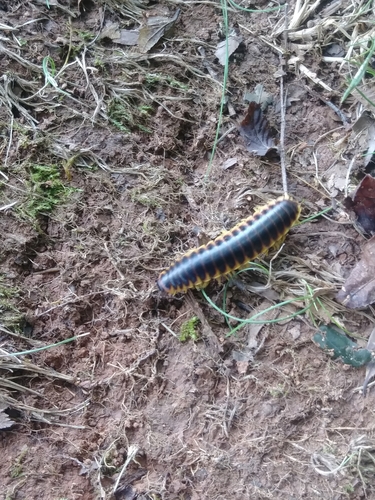 Black-and-gold Flat Millipede photo 5