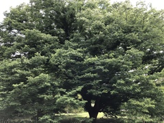 Zelkova