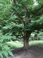 Zelkova