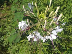 Tarenaya longicarpa