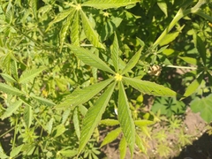 Tarenaya longicarpa