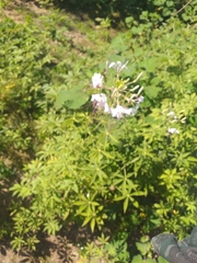 Tarenaya longicarpa