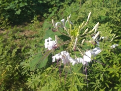 Tarenaya longicarpa