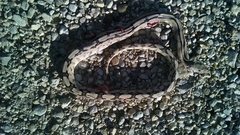 Bogertophis subocularis subocularis