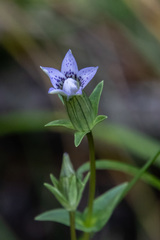 Comastoma pulmonarium