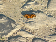 Eresia phillyra phillyra