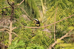 Pteroglossus aracari