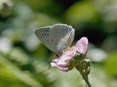 Polyommatus daphnis